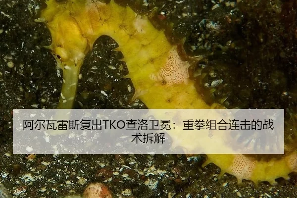 阿尔瓦雷斯复出TKO查洛卫冕：重拳组合连击的战术拆解